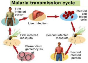 Malaria Prophylaxis Chart